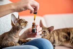 pet cbd oil