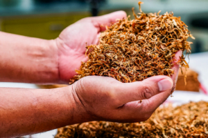 A person is holding a pile of dried tobacco, showcasing the process of tobacco curing.