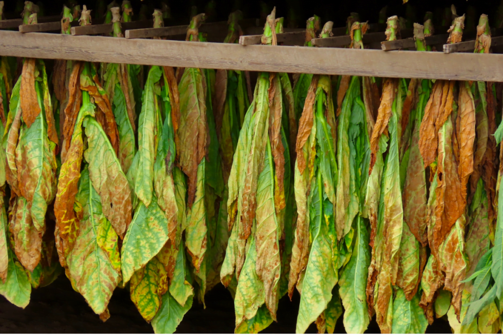 A bunch of dried tobacco leaves hanging on a rack, showcasing how is tobacco cured.