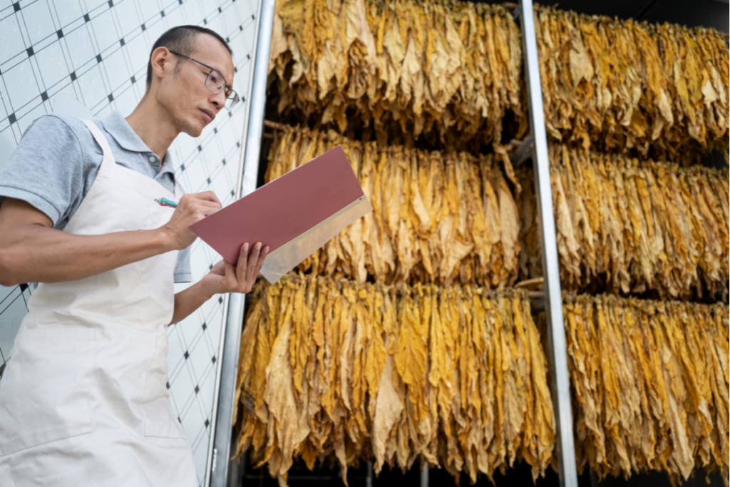 A man in an apron is holding a clipboard while explaining how tobacco is cured.