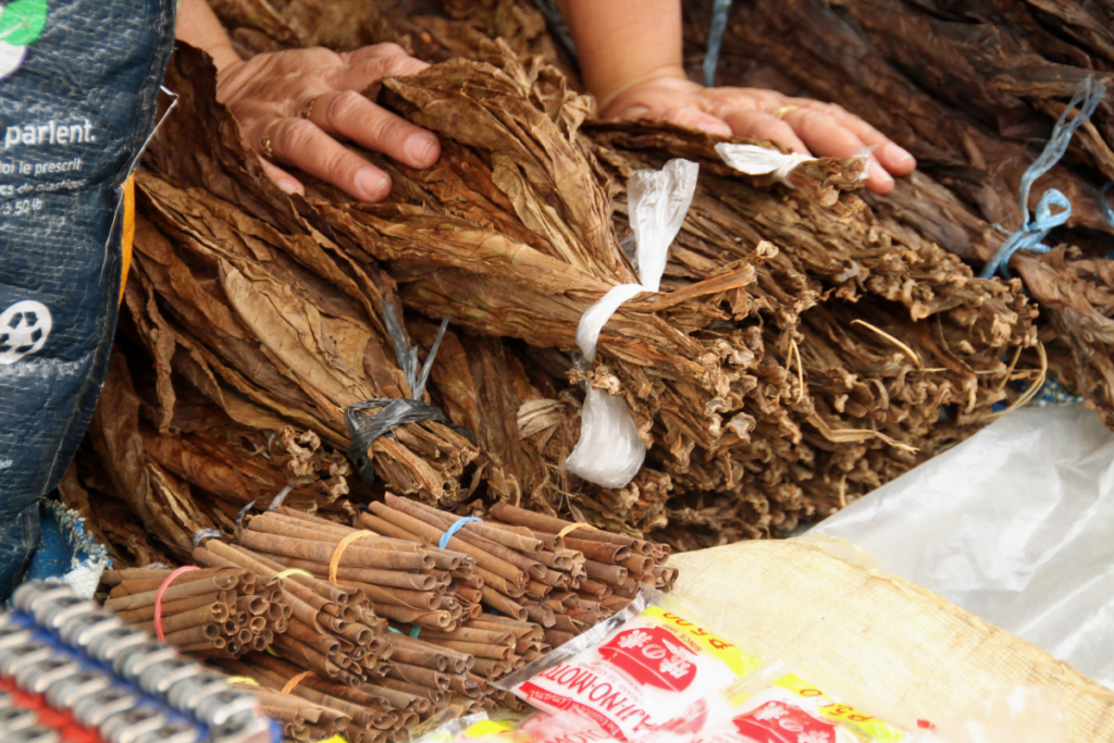 A person is holding a bundle of tobacco, showcasing the art of tobacco curing.