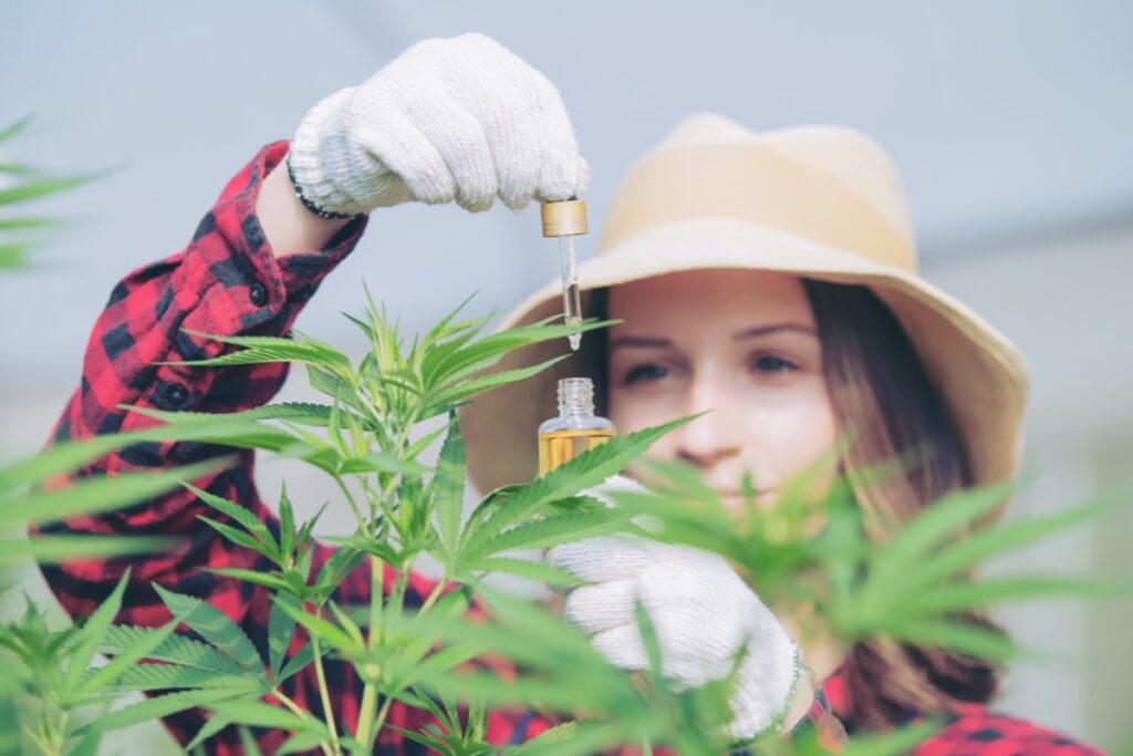 A woman in a straw hat and gloves extracting organic CBD oil from a cannabis plant with a dropper, focusing intently on her task.