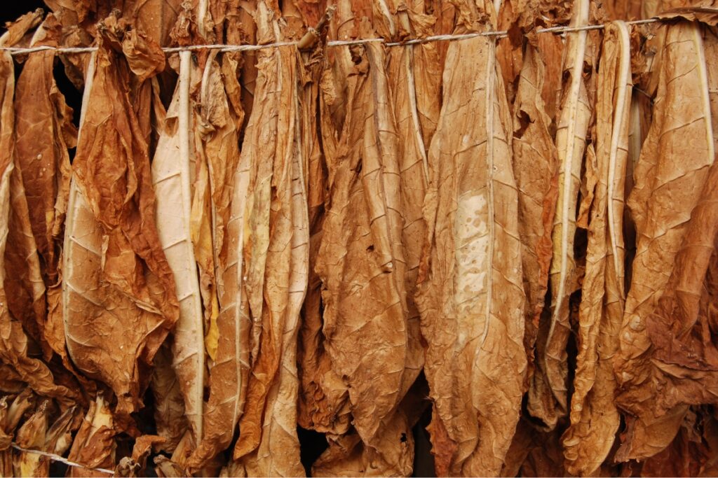 Dried tobacco leaves hanging in rows for curing, adhering to tobacco industry regulations.