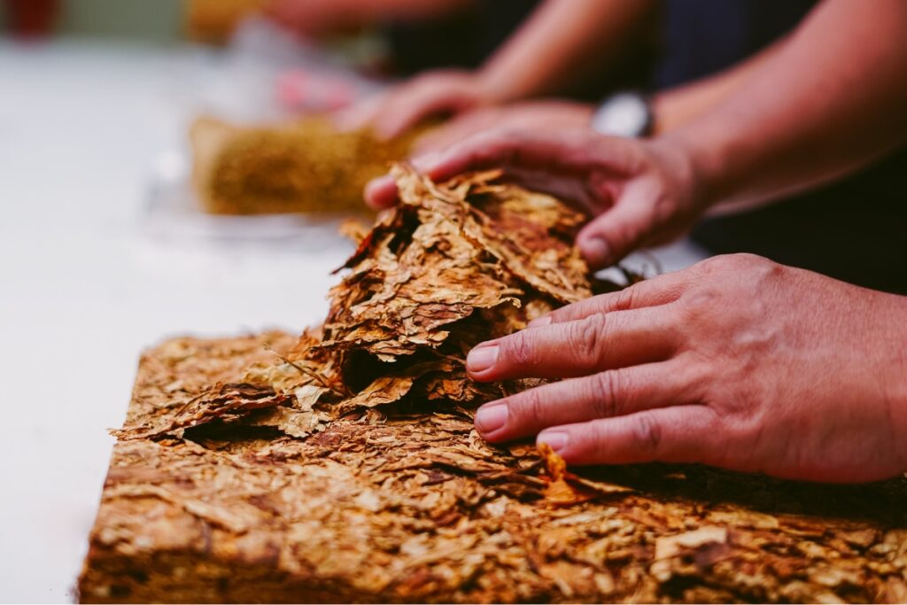 Hands processing tobacco leaves on a table, complying with tobacco industry regulations, with a blurred background of more leaves and containers.