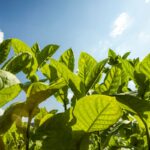 Close-up view of greenery with large green leaves, reminiscent of the lush landscapes found in tobacco-producing states, set against a bright blue sky with scattered clouds.