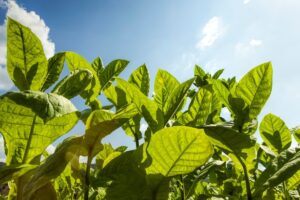 Close-up view of greenery with large green leaves, reminiscent of the lush landscapes found in tobacco-producing states, set against a bright blue sky with scattered clouds.