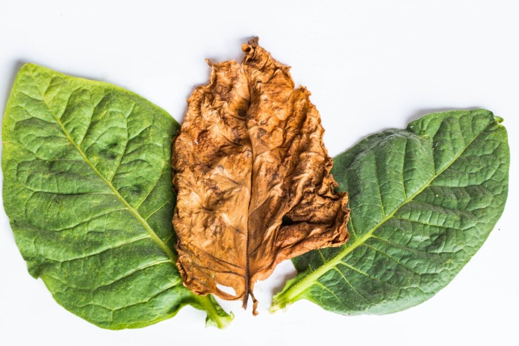 Three tobacco leaves placed side by side on a white background: one brown and dry leaf in the center, flanked by two green leaves, reminiscent of the vibrant crops from leading tobacco-producing states.